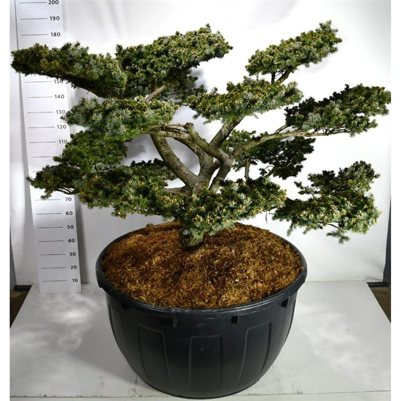 Blågran – Picea pungens 'Glauca Globosa' - 150-175 CM Bonsai Cont.
